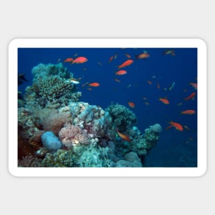 marine and aquatic life Sticker